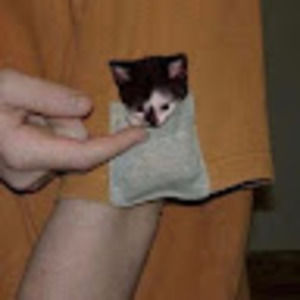 Meet your Posher, Meii